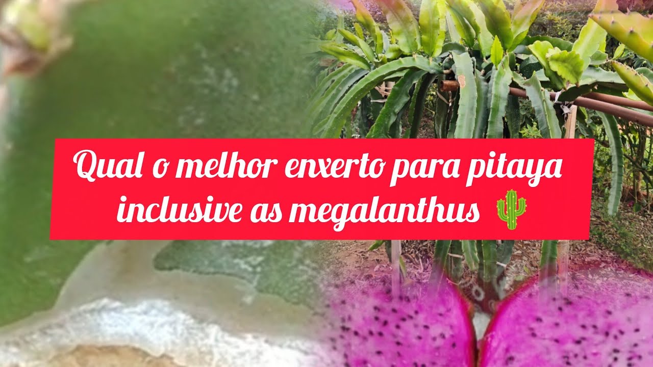 Qual o melhor enxerto pra pitayas, inclusive para as megalanthus 🌵#pitaya #dragonfruit #pitahaya 