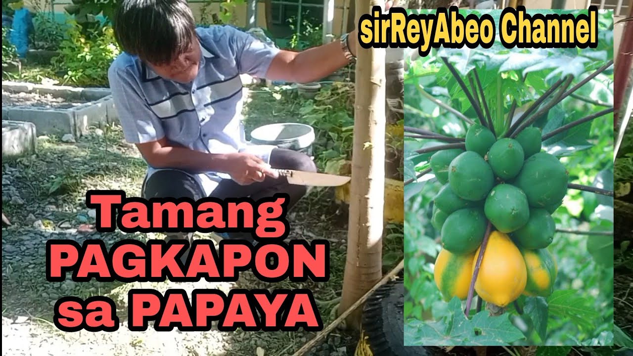 PAANO PABUNGAHIN ANG LALAKING PAPAYA//watch&learn