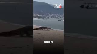 Cocodrilo sorprendió a los turistas en playa de Puerto Vallarta,