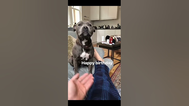 Tom Holland and Tessa ( his dog ) Relationship edit ❤ #shorts