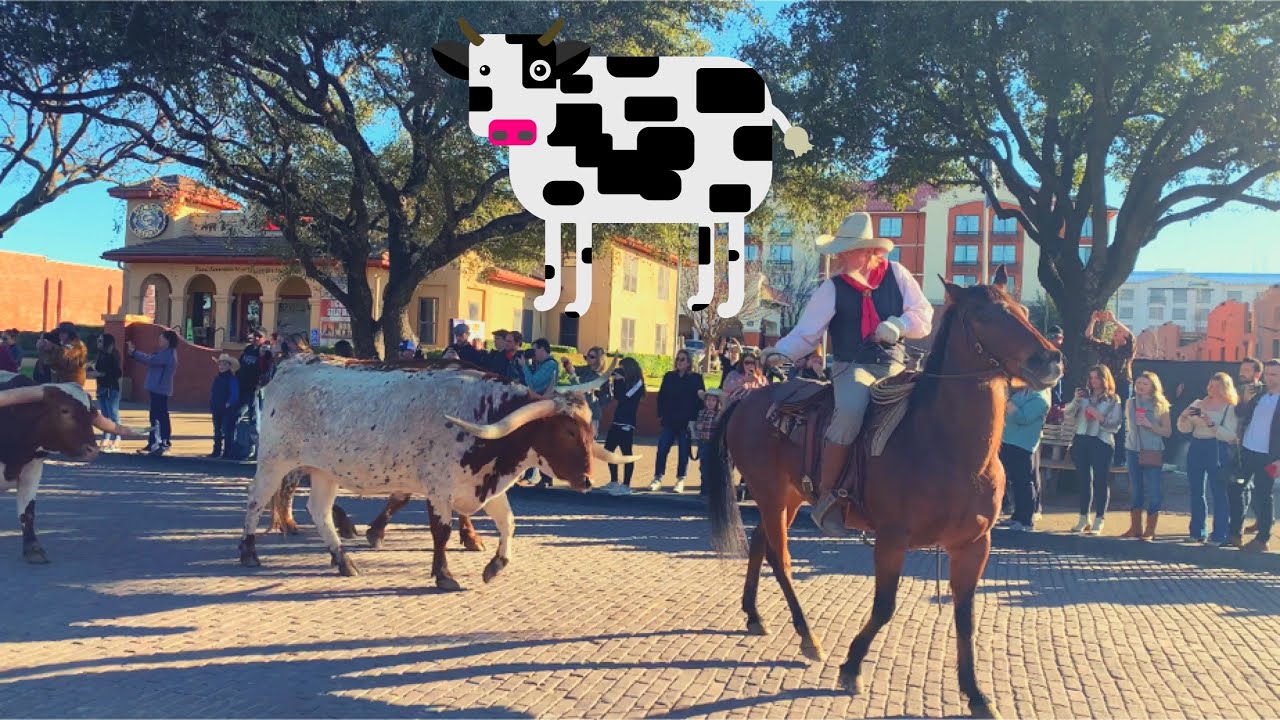 The Cattle Run at the FORTWORTH STOCKYARDS