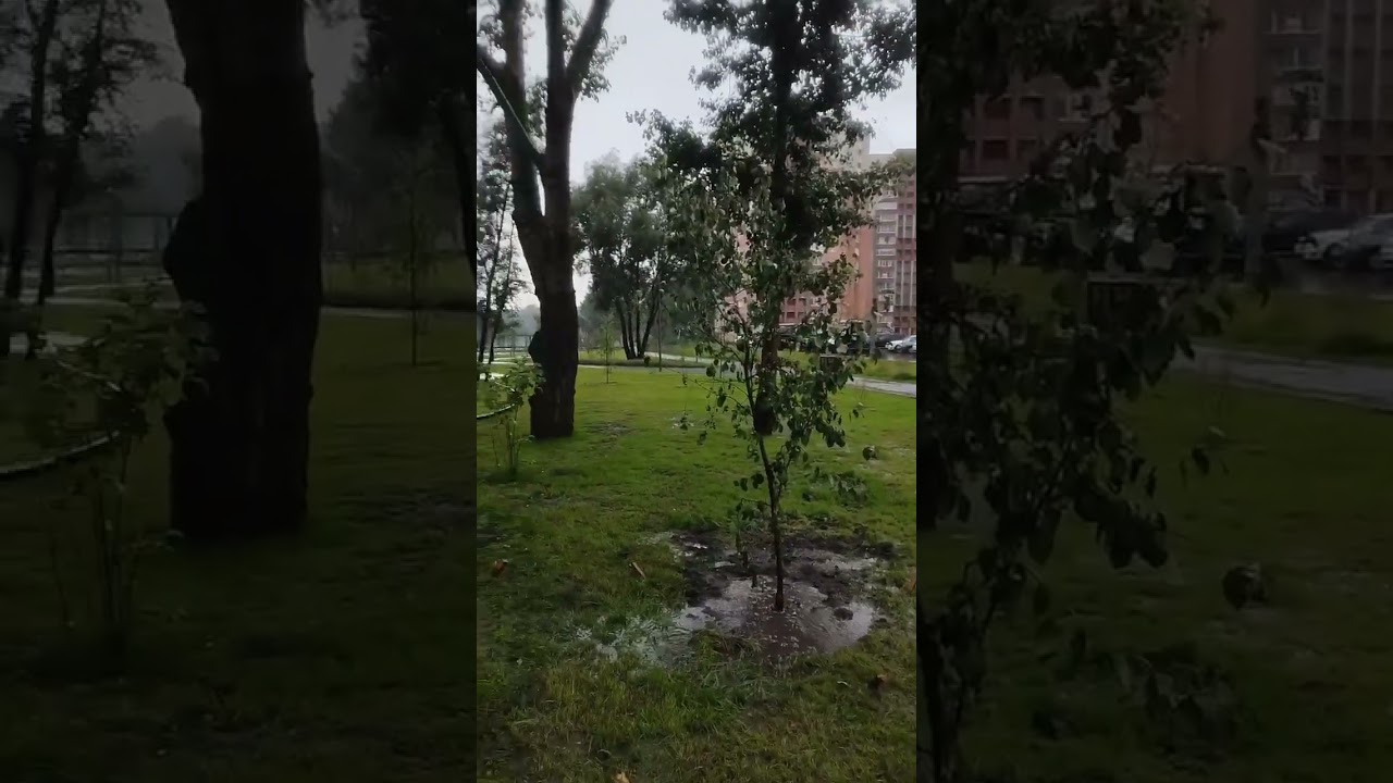 Видео-отзыв о питомнике «Аллея»