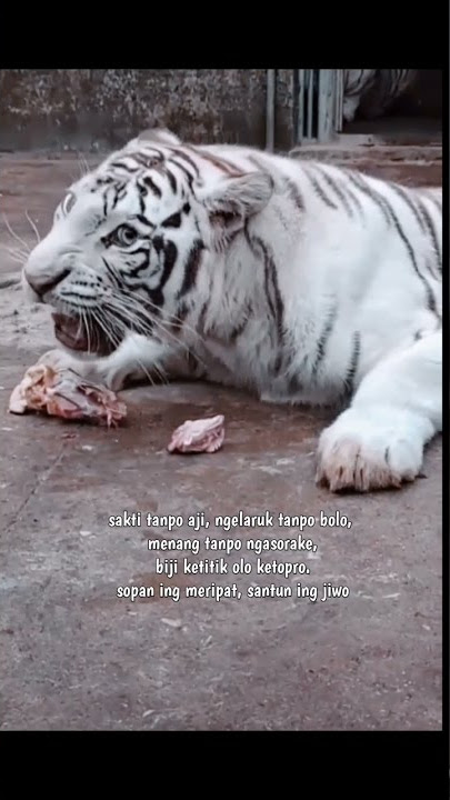STORY'WA HARIMAU PUTIH GANAS || MACAN PUTIH || KATA-KATA MUTIARA 👺👹🐅🐅🐅