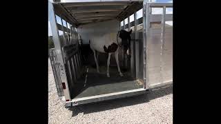 Colt trailer loading and playing with gunfire