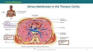 Chapter 1  Serous Membrane