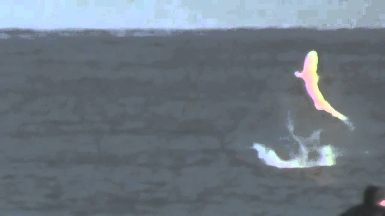 surfing video free download SHARK SHOOTS OUT OF WATER & SPINS IN THE AIR - CAUGHT ON CAMERA