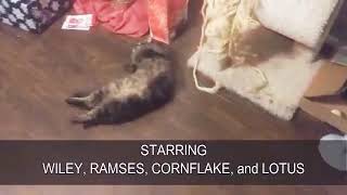 Pretty Girl - Sheeza