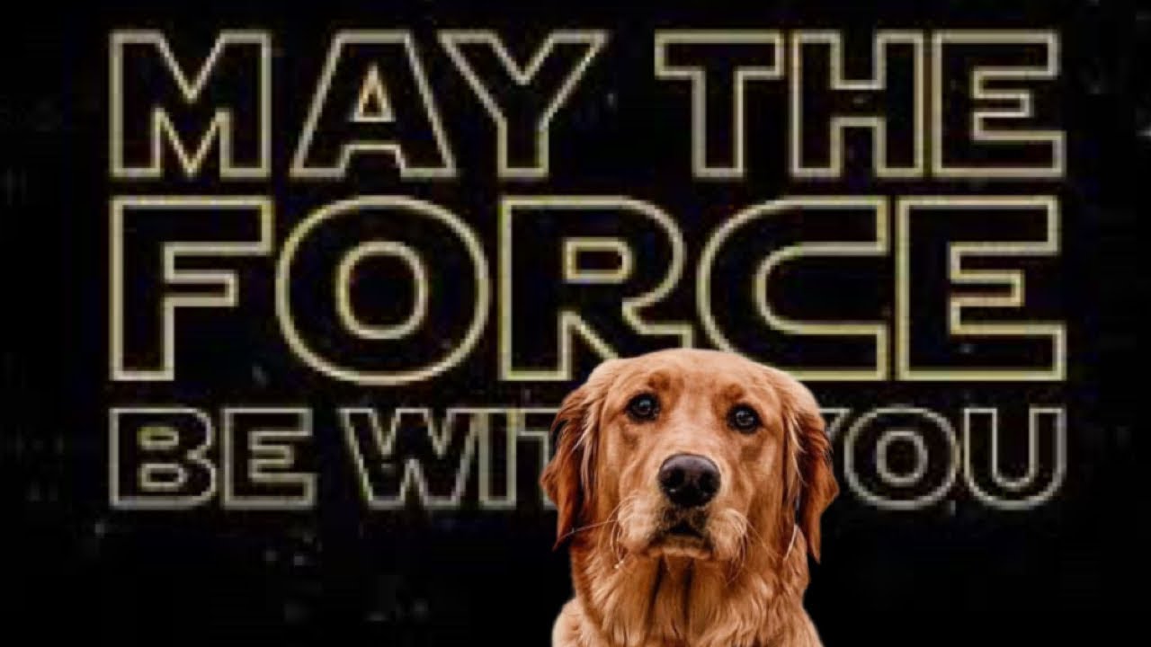 Dog meets Darth Vader for the first time