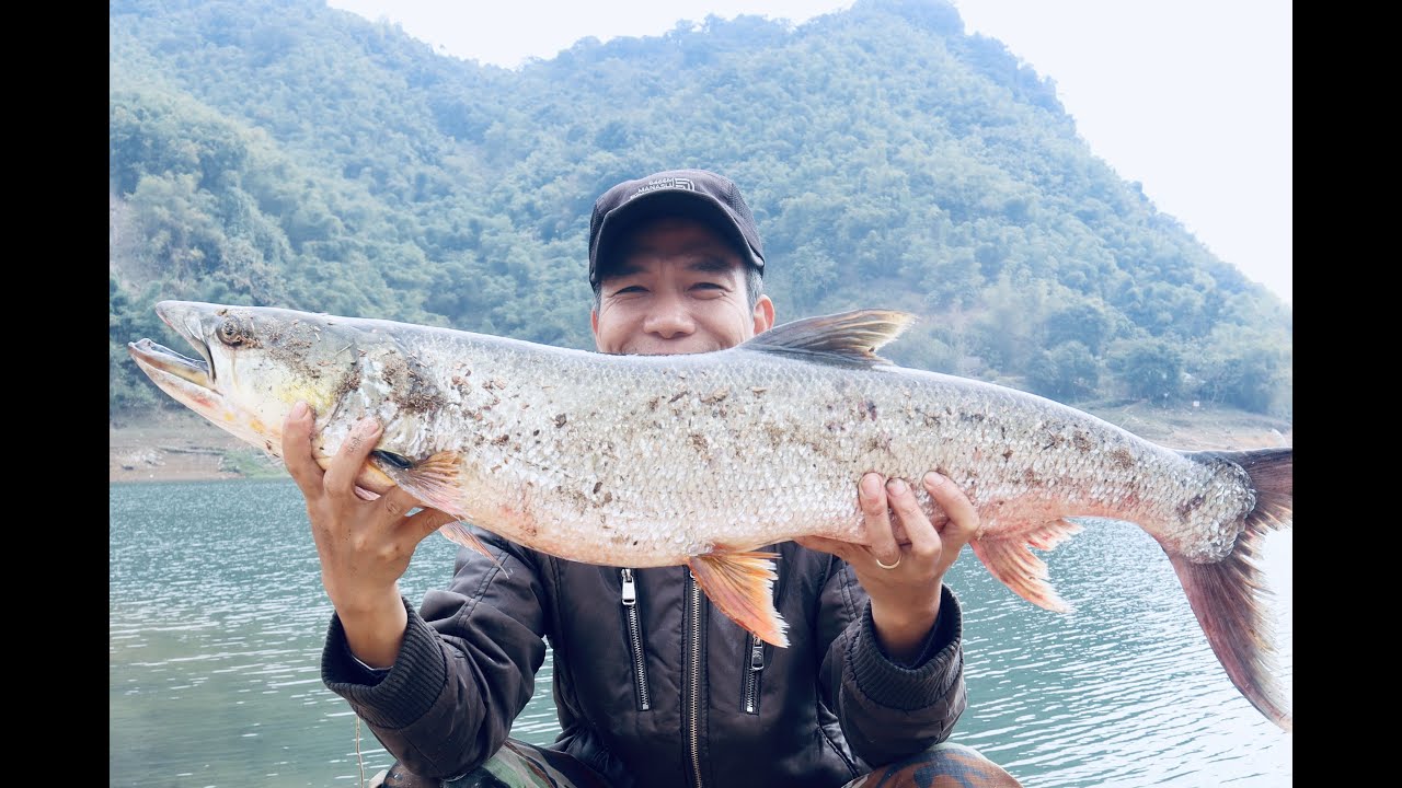 Săn cá măng trên Sông Đà cùng nhà văn Quang#Shorts - youtube