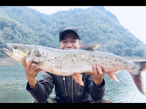 Video Săn cá măng trên Sông Đà cùng nhà văn Quang#Shorts - youtube
