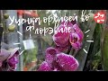 Обзор уценки орхидей в магазине Флорэвиль в Москве