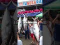 Discovering the Vibrant Tunarama Festival in Australia