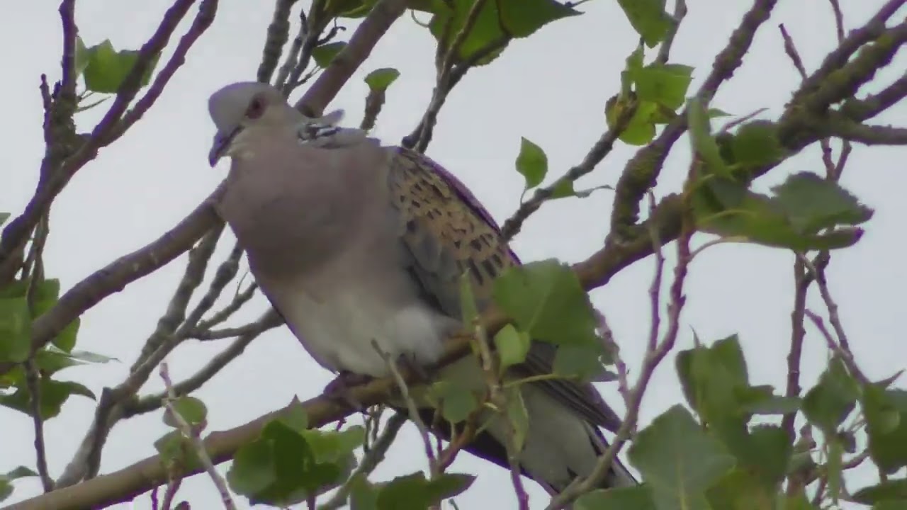 Burung Merpati Bernyanyi di Snettisham Norfolk Inggris Raya 6 Agustus 2026 pukul 17.35