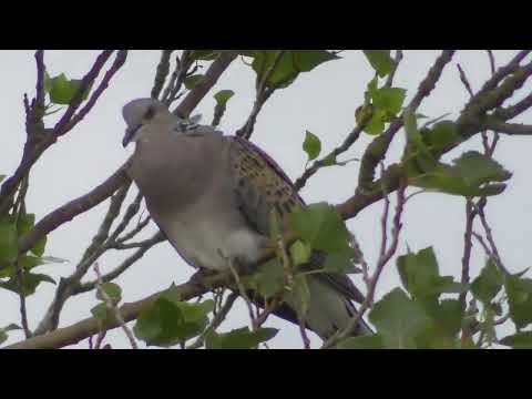Turtle Dove Singing Calling at Snettisham Norfolk UK 6 Aug 2026 535pm
