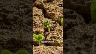 Mars Used to Have Oceans... What Happened? #shorts