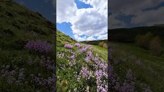 Sanmaki Unuttum... Ürecik Ürküleri Ğa