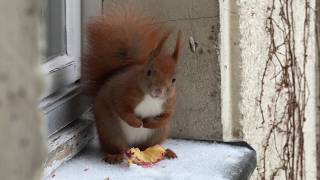 Klettert Eichhörnchen Clara Zu Den Verschneiten Nüssen Hoch Oben? Was Macht Katze Frieda? Squirrel