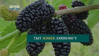 Борбордук Азияда Тыт Дарагынын  2 Түрү Өсөт