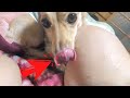 Cute dog with soft nose【Dachshund dog】