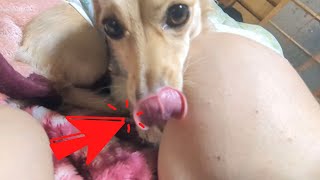 Cute dog with soft nose【Dachshund dog】 screenshot 2