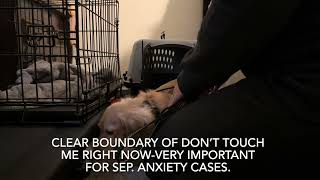 Separation anxiety with ecollar training part 1 of 3 by Ruff Beginnings Rehab Dog Training and Rescue 355 views 9 months ago 8 minutes, 33 seconds