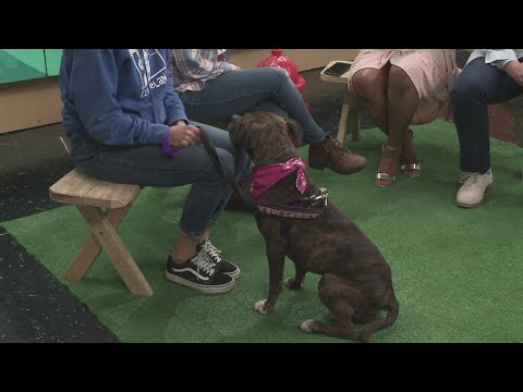 Ready Pet GO! Busy from City Dogs Cleveland visits 3News