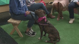 Ready Pet GO! Busy from City Dogs Cleveland visits 3News