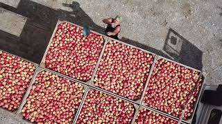 Apple Bins Loading