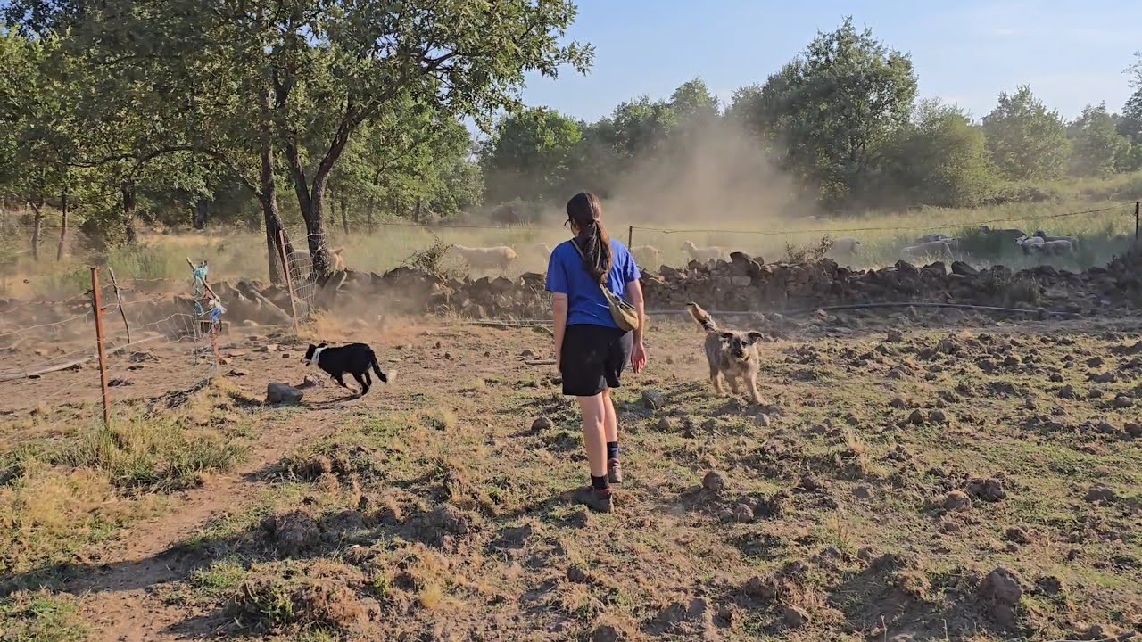 Arreando al ganao con Ramiro y Quinto, tenemos buena tarea hoy