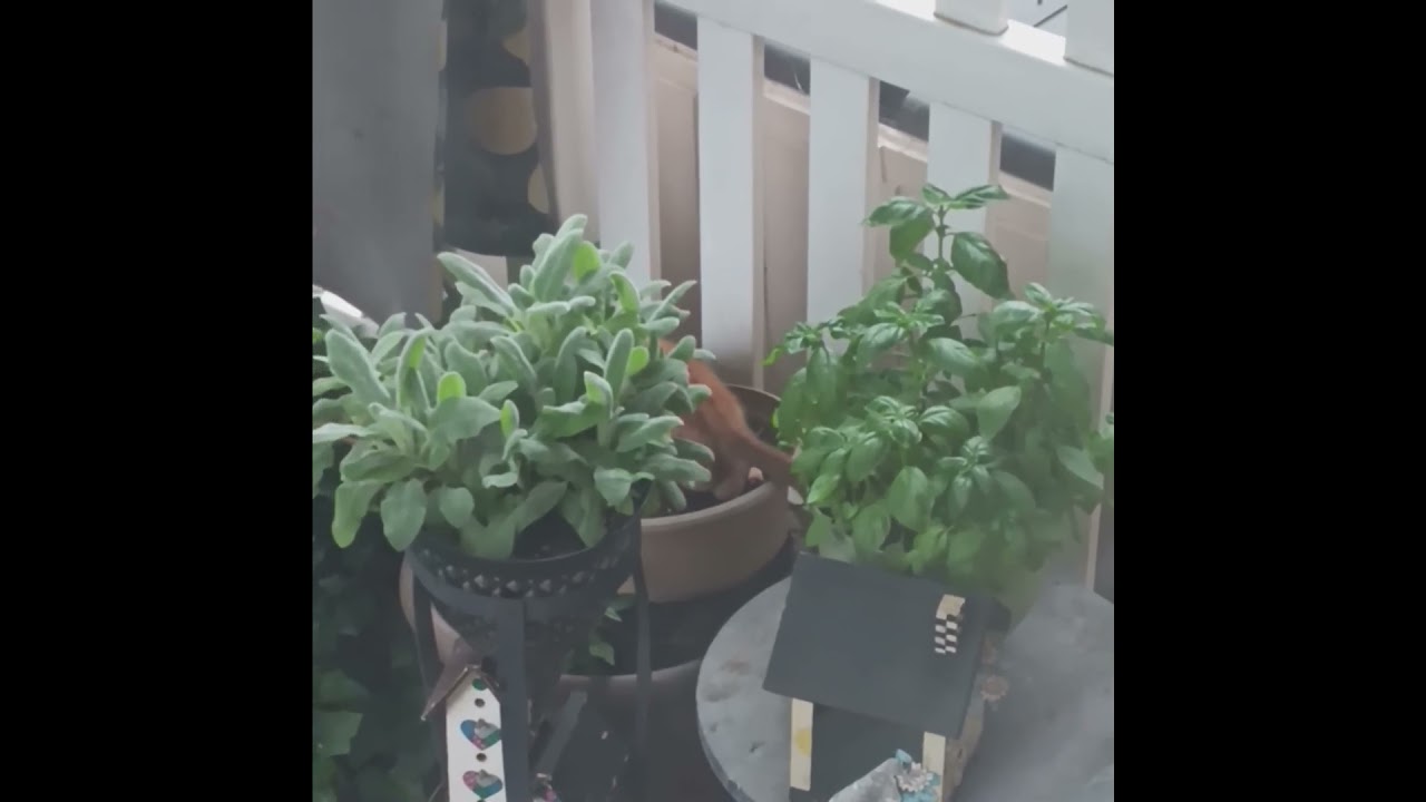 Garden orange swirl tabby kitten pt ll