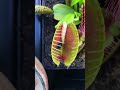 BIG CARNIVOROUS PLANTS ADVENTURES 🤩