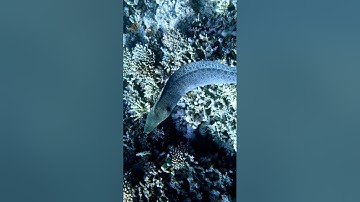 Mystical Encounter: The Ghostly Glide of the Gulper Eel