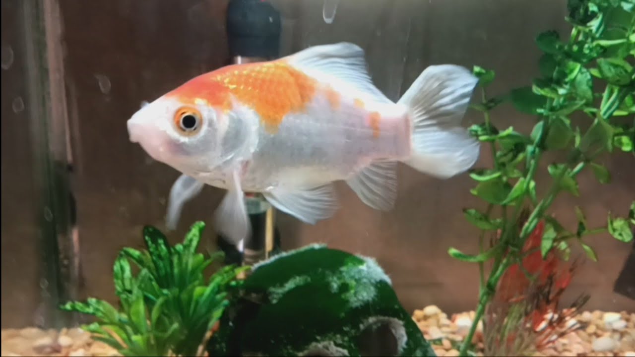 Vanlife in Ohio..Egg hack...Fish shopping  with my boy....New beta..??...