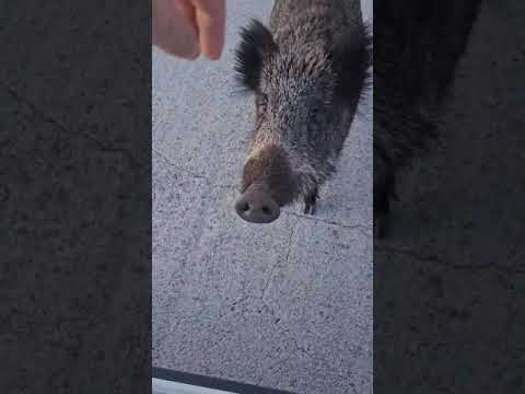 Un jabalí ataca a un conductor cuando saca su mano por la ventanilla del coche