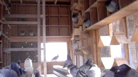 121228　鳩舎内を紹介/次回予告