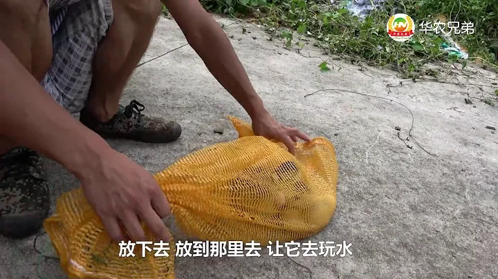 华农兄弟：农村小伙买了一些鸡鸭拿回去养，一只鸡11块钱，你们觉得贵吗？ - 天天要闻