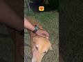 So this is love #youtubeshorts #love #streetdog