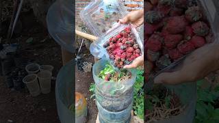 Dicas para sua compostera improvisada #horta #hortaemcasa #hortaorganica