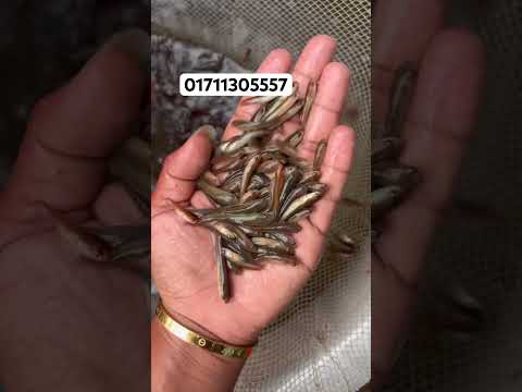 শোল মাছের পোনা অর্ডার করেন 01711305557