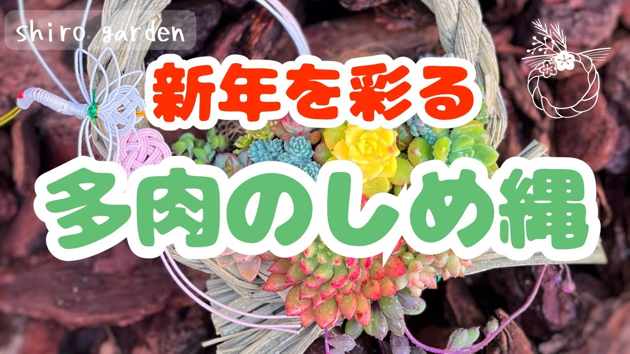 新年を彩る🎍多肉のしめ縄✨