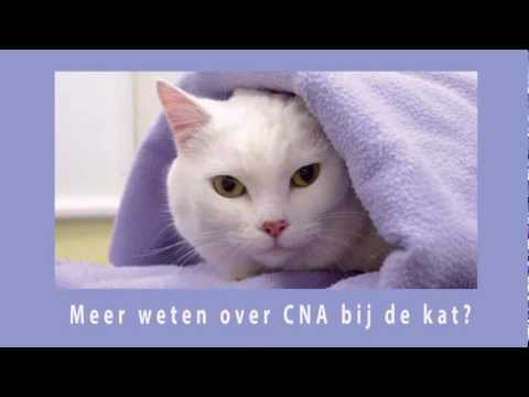 Veterinaire nascholing VetVisuals CNA bij de kat