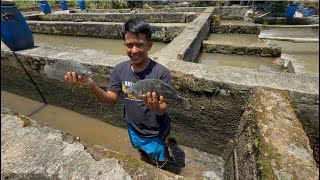 BERKAH, MENJELANG LEBARAN PANEN IKAN NILA DISELOKAN PAS HARGA MAHAL