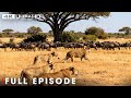 Deadly Predators (Full Episode) | The Fight for Survival | Nature Animal Documentary