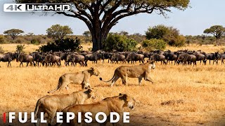 Deadly Predators (Full Episode) | The Fight for Survival | Nature Animal Documentary