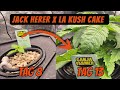 Cannabis DWC Grow Update 🌱 Jack Herer &amp; LA Kush Cake nach 9 Tagen (Hydroponics Setup)