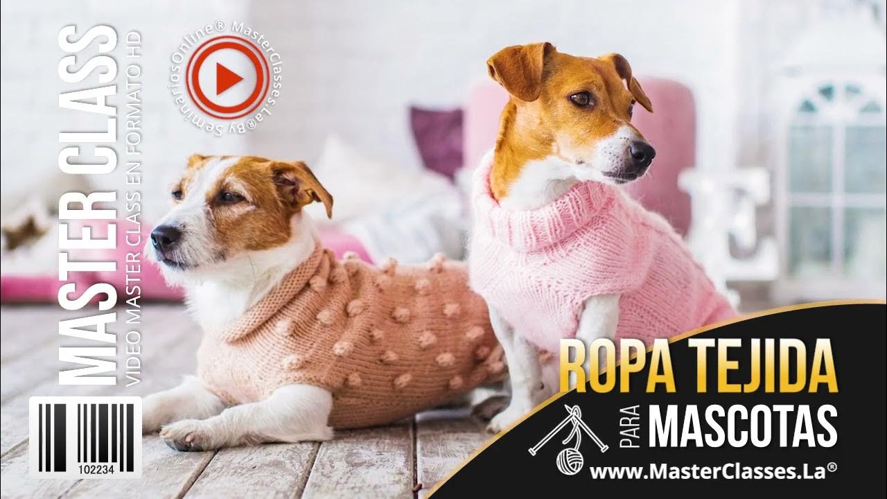 Ropa tejida para mini pincher🐕 - YouTube