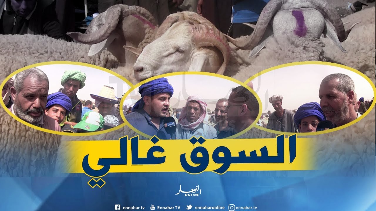 صريح جدا:  سوق الماشية بالمشرية.. هكذا هي أسعار الأضاحي !!