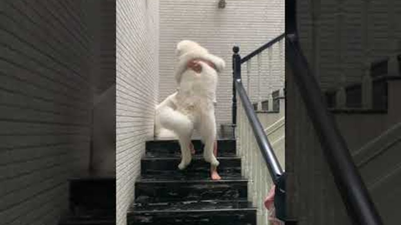 階段怖いです いつまでたっても甘えん坊なアラスカンマラミュート アニマルポスト