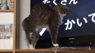 予想外の出来事に驚く猫 ノルウェージャンフォレストキャットCat surprised by unexpected events.Norwegian Forest Cat.