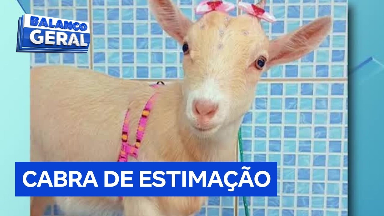Cabra de estimação vira celebridade na Brasilândia, zona norte de São Paulo